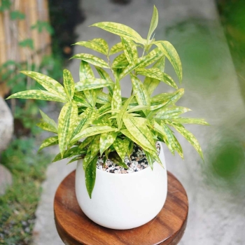 Cây trúc nhật vàng